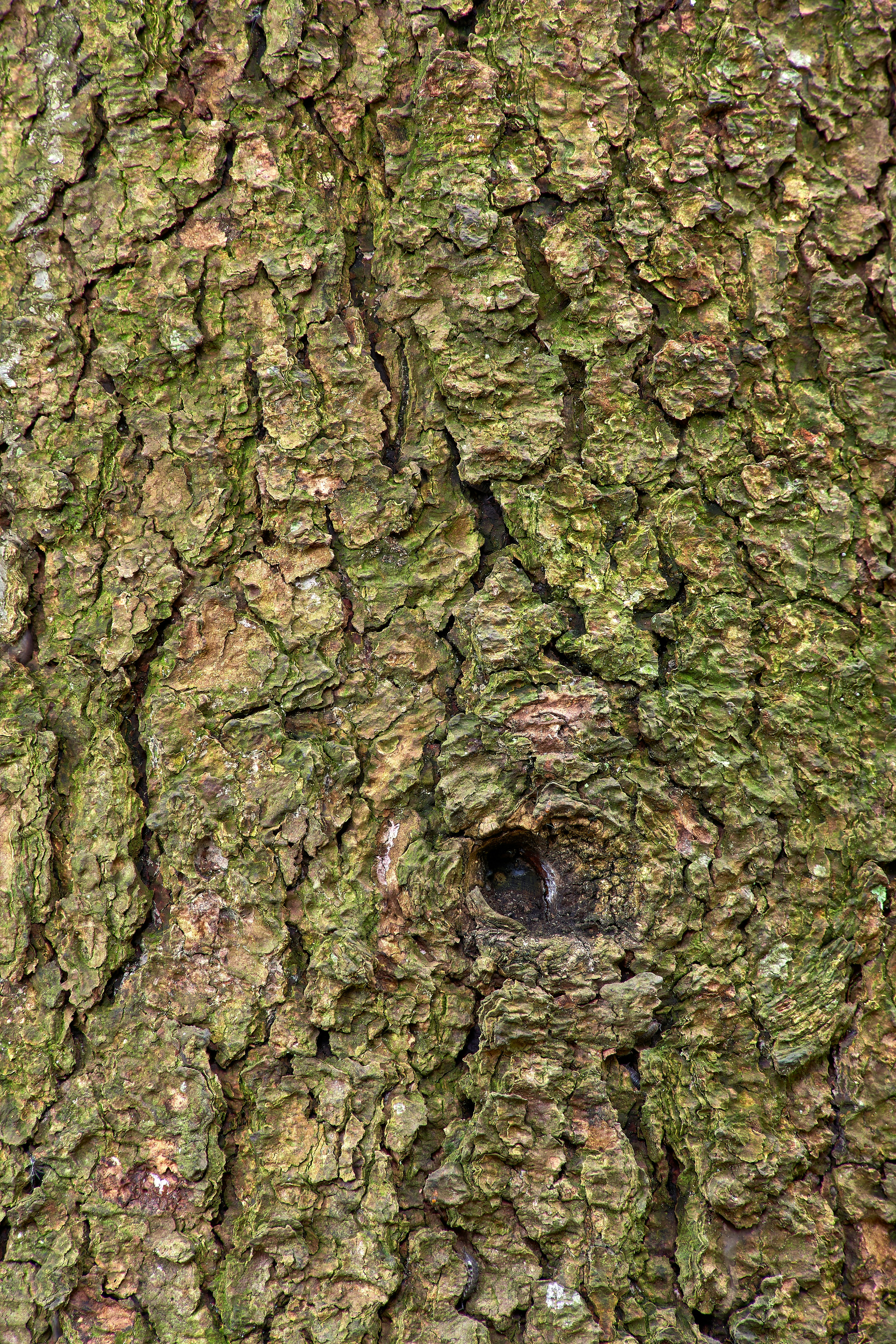 Photo by wolfgang_hasselmann