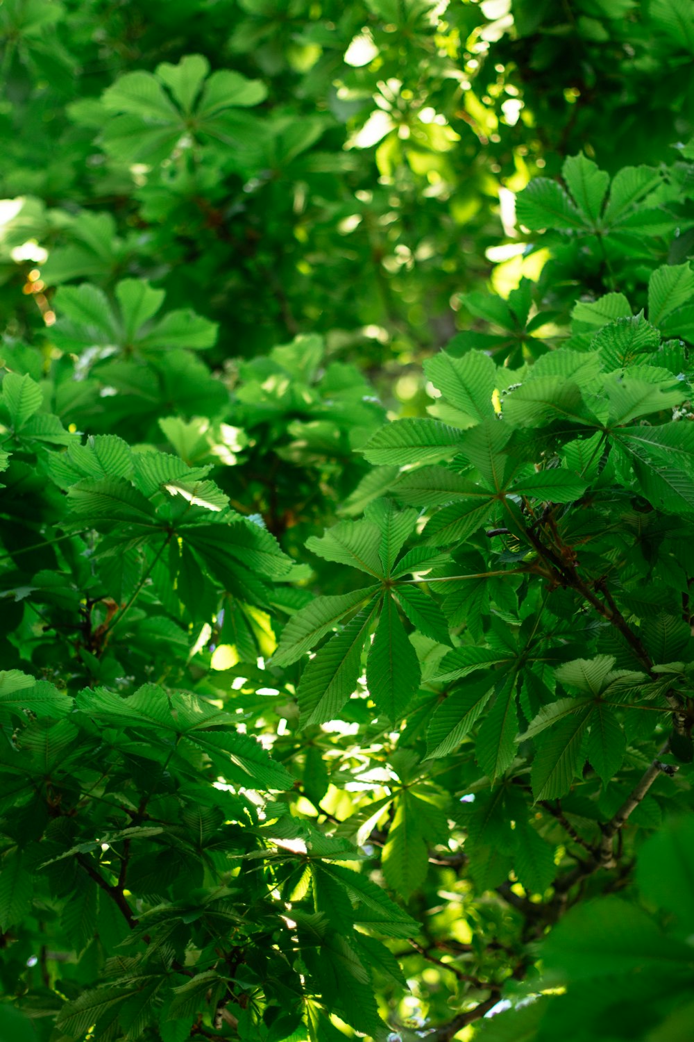 hojas verdes con gotas de agua