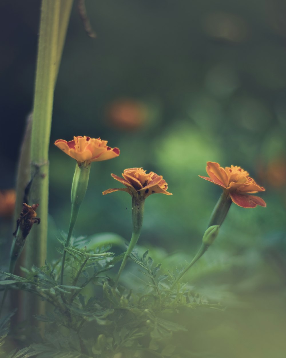 orange flower in tilt shift lens