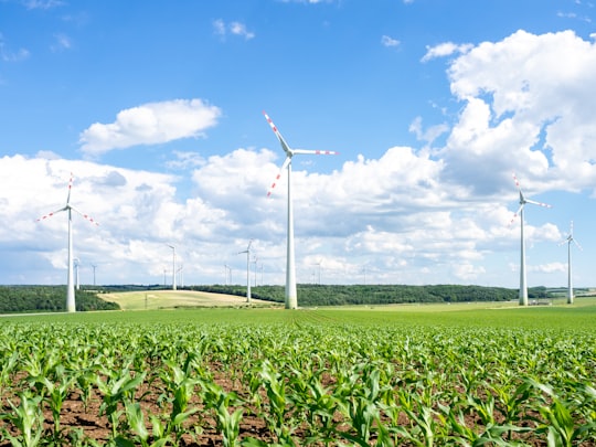 green corn field under blue sky during daytime in Mistelbach Austria