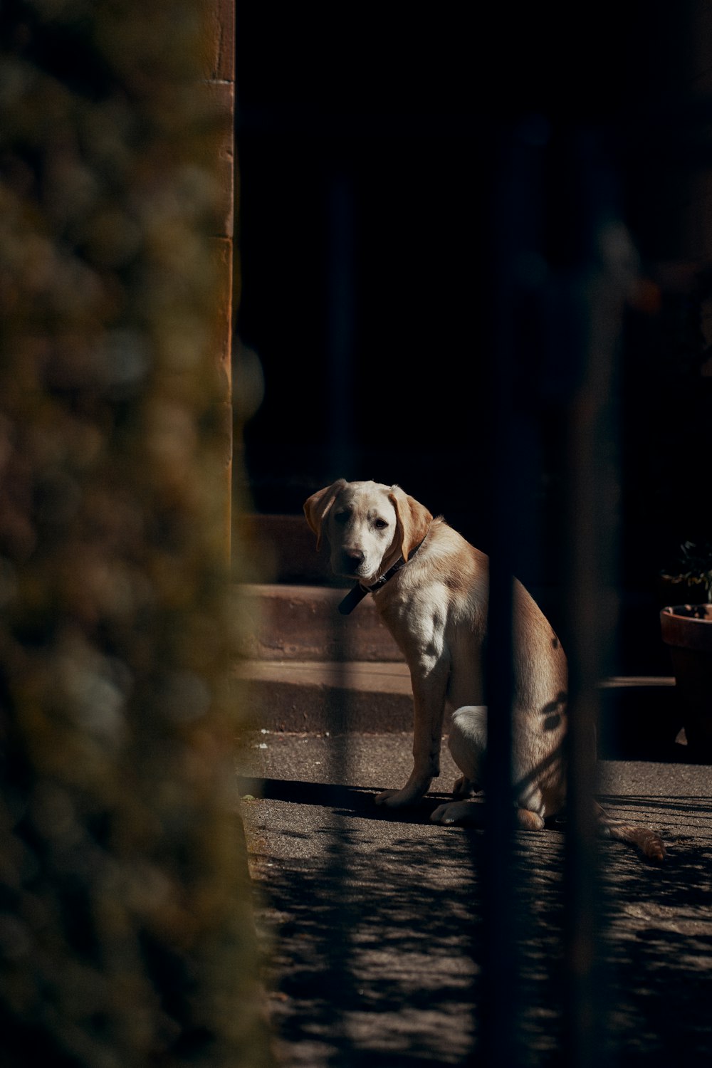 brown short coated dog on brown wooden table