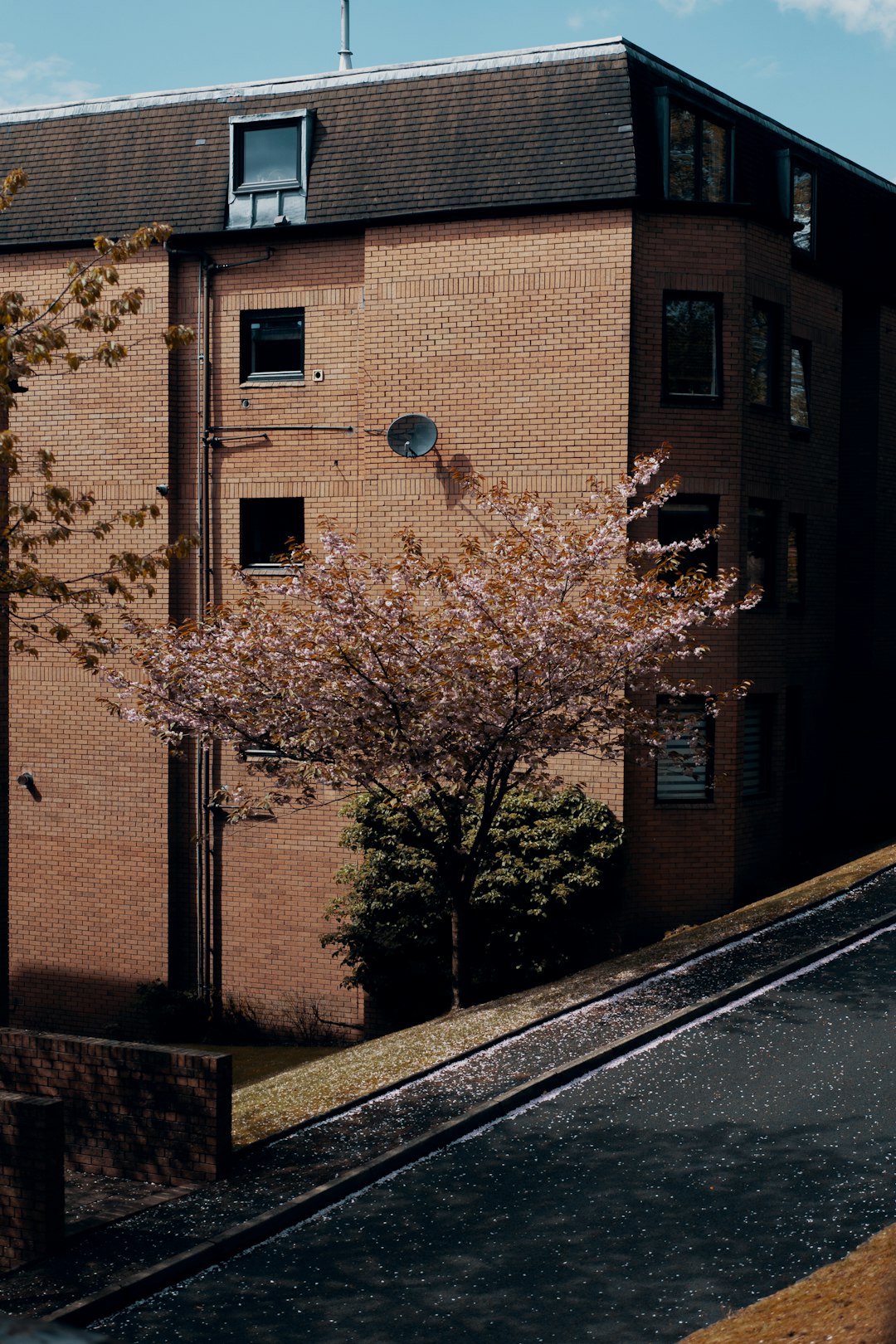 brown tree beside brown concrete building