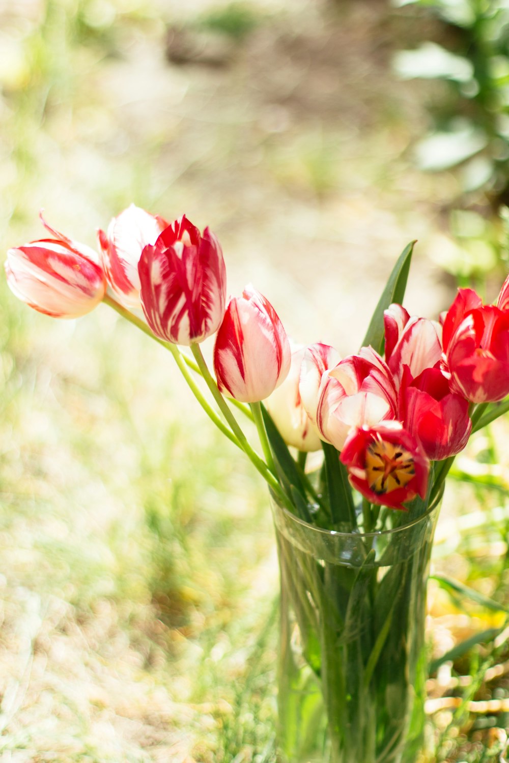 pink tulips in clear glass vase