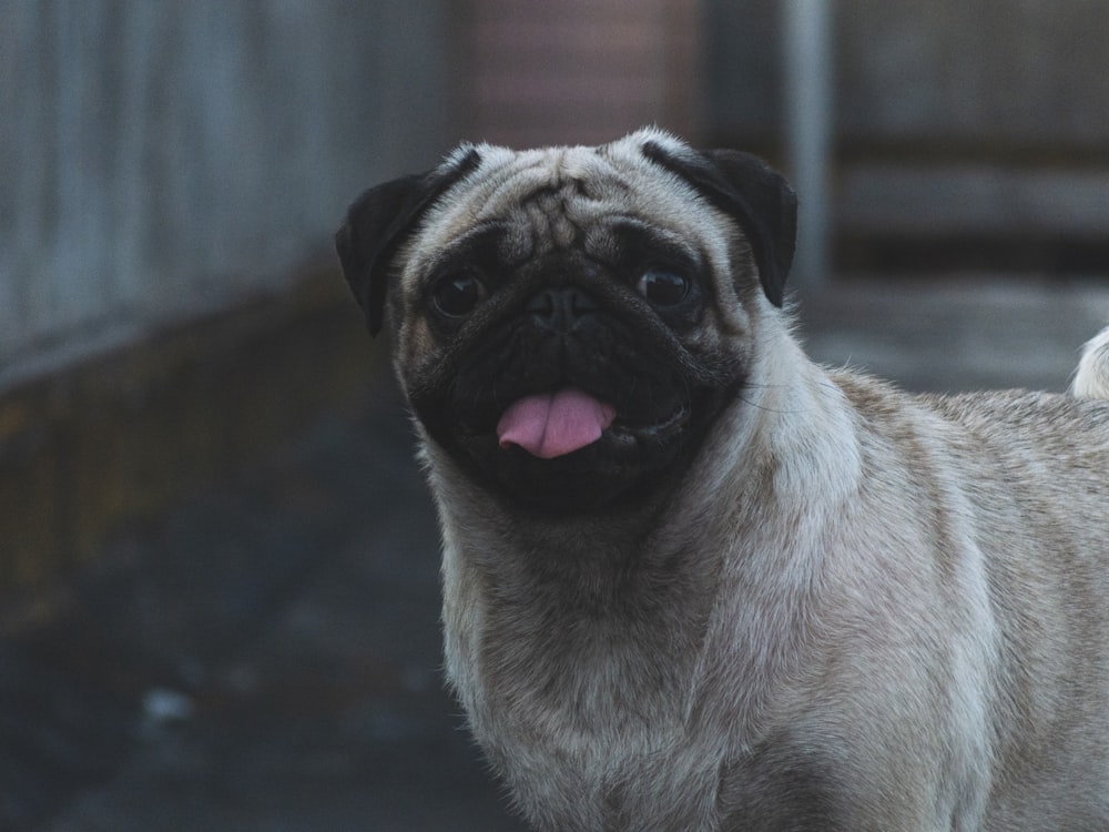 fawn pug in close up photography