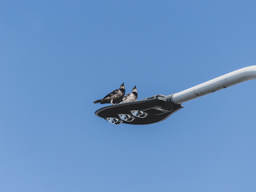 昼間の青空の下で白い金属の棒に黒と白の鳥