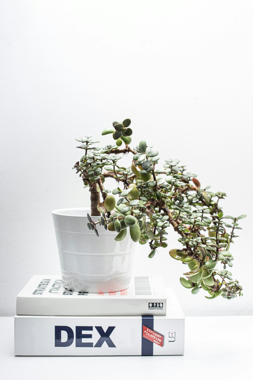 Planta verde en maceta de cerámica blanca