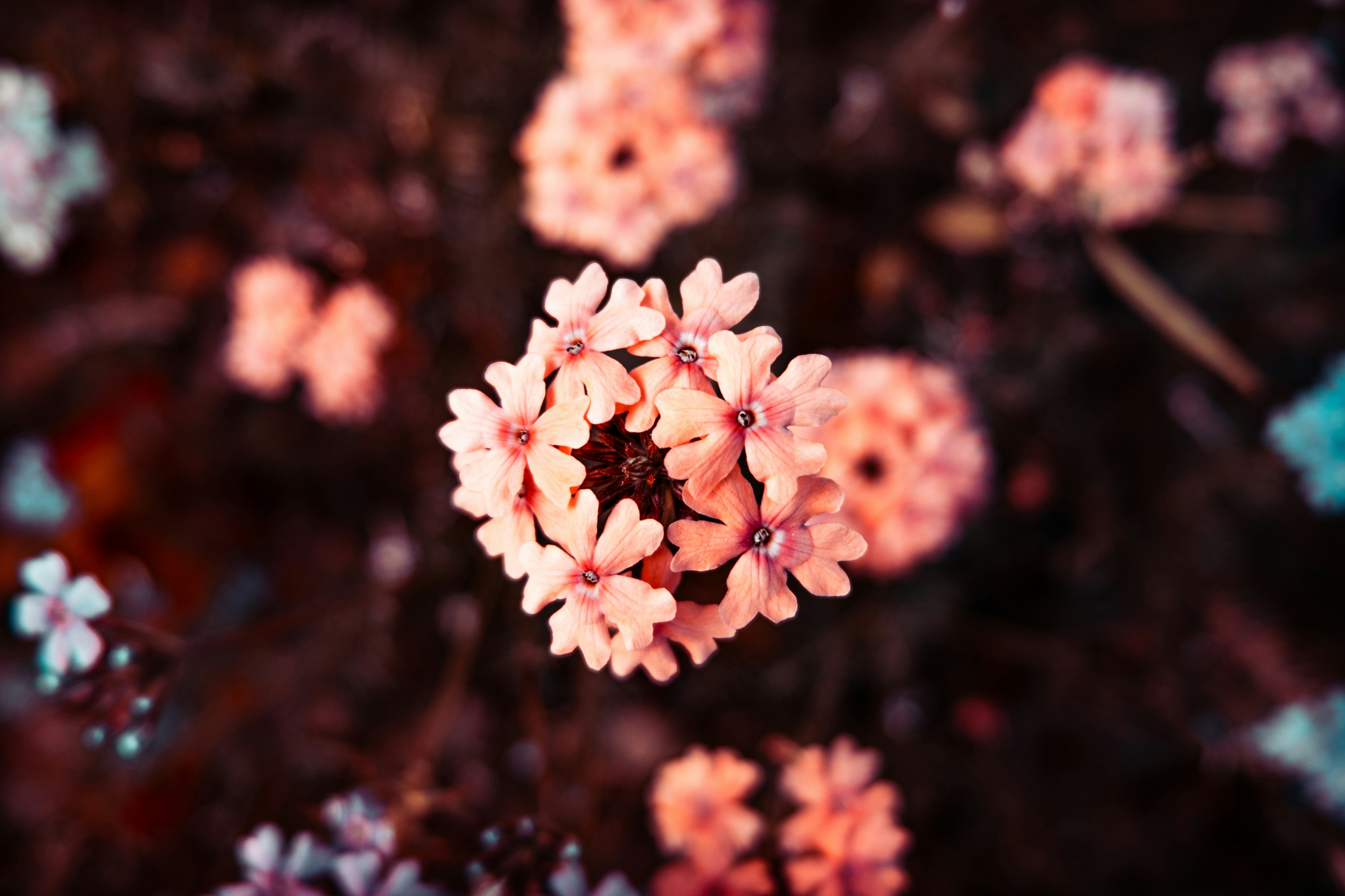 Photo by xiexianghua