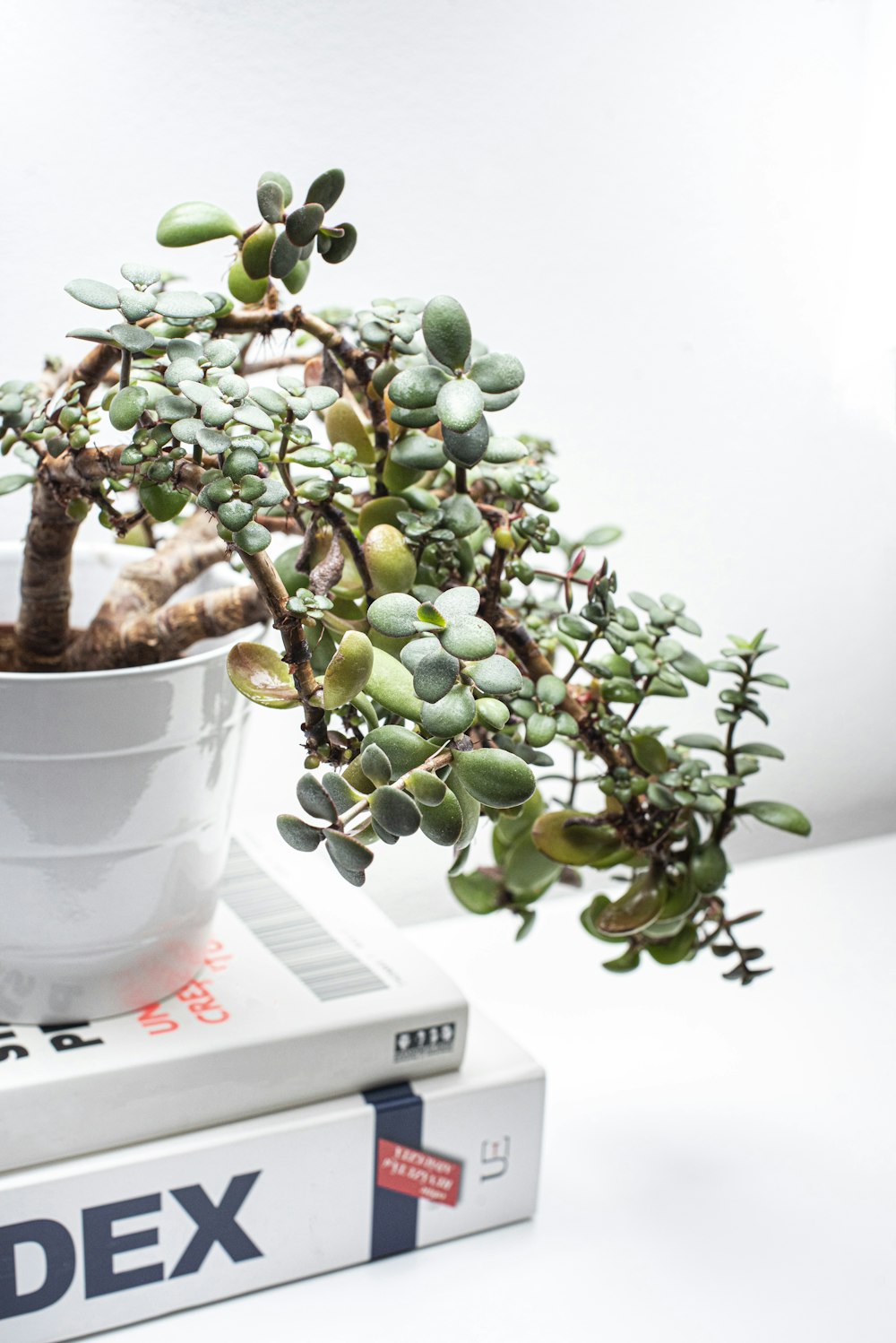 green plant on white ceramic pot