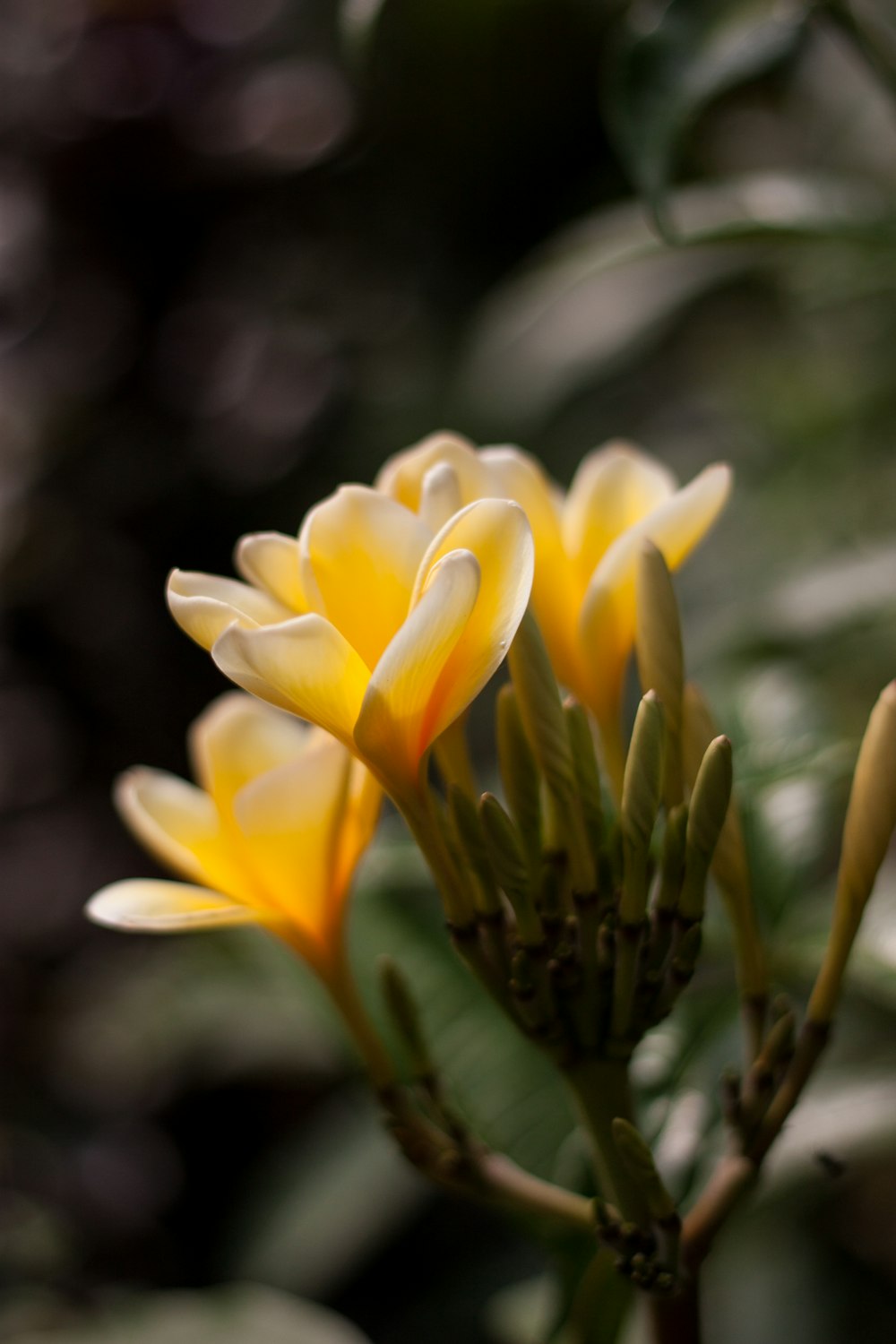 yellow flower in tilt shift lens