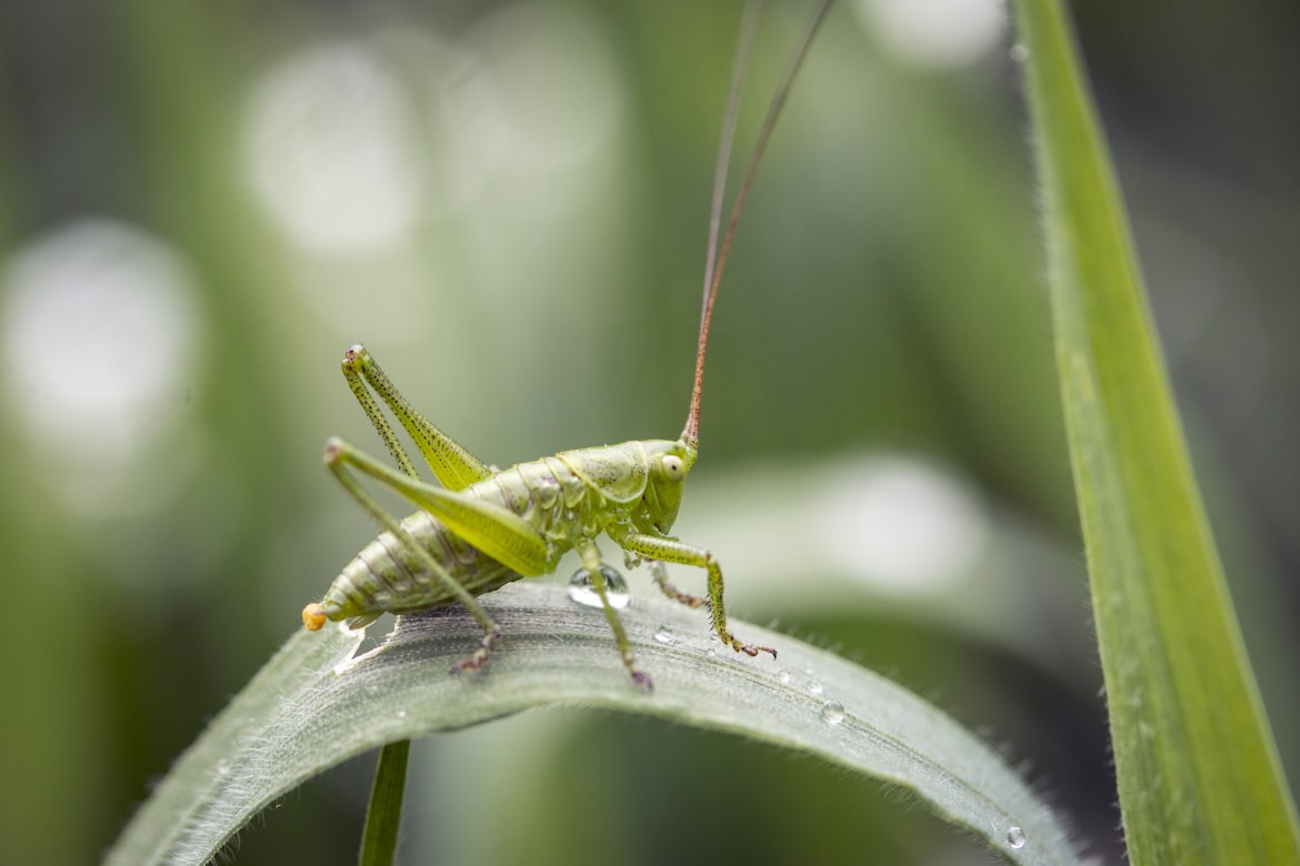 Cricket