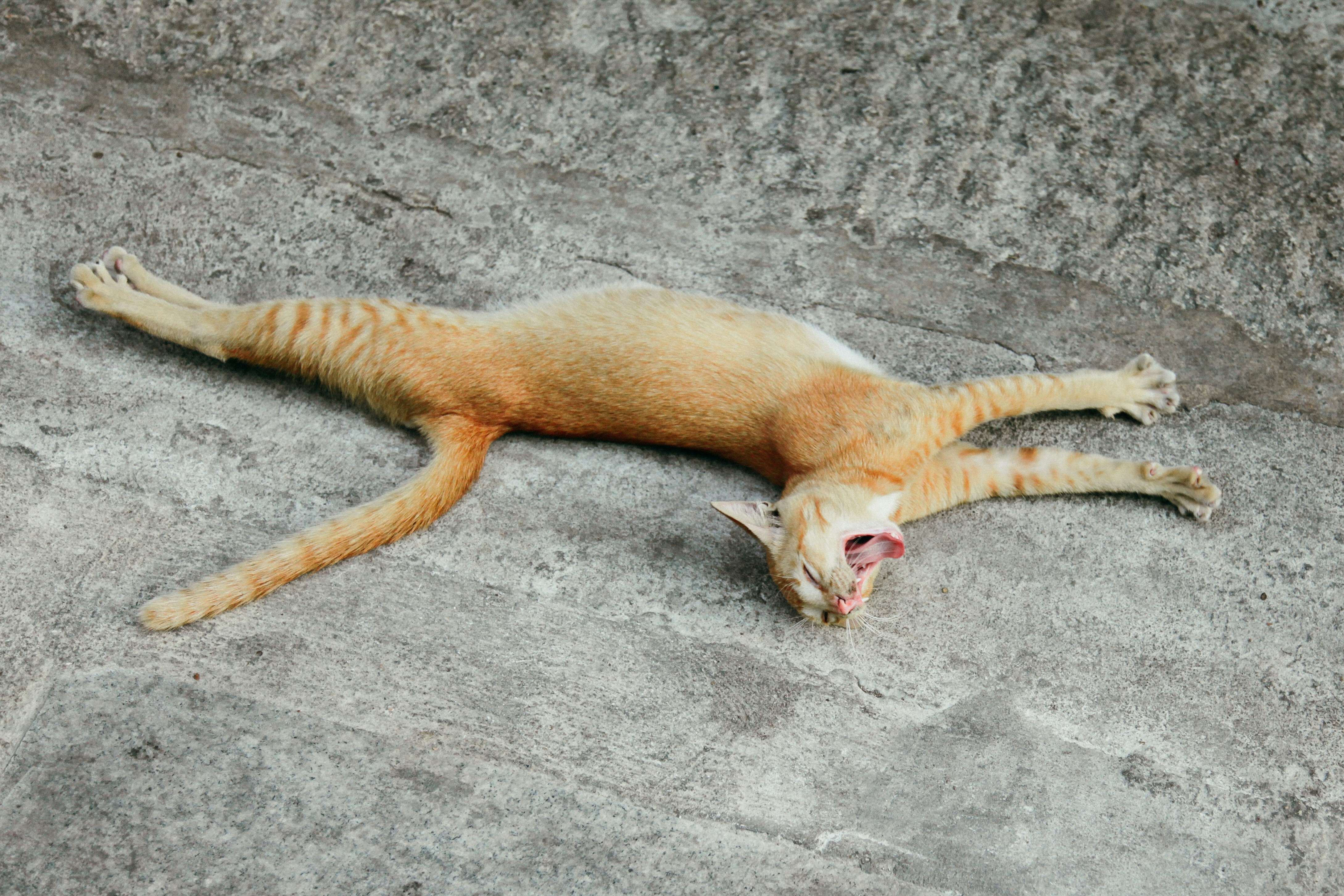 Lashing Tail While Lying Down: Dream Drama (image credits: unsplash)