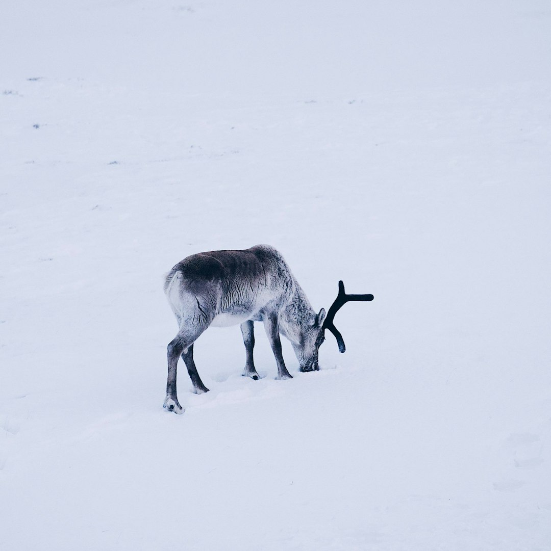 black and white deer on snow covered ground