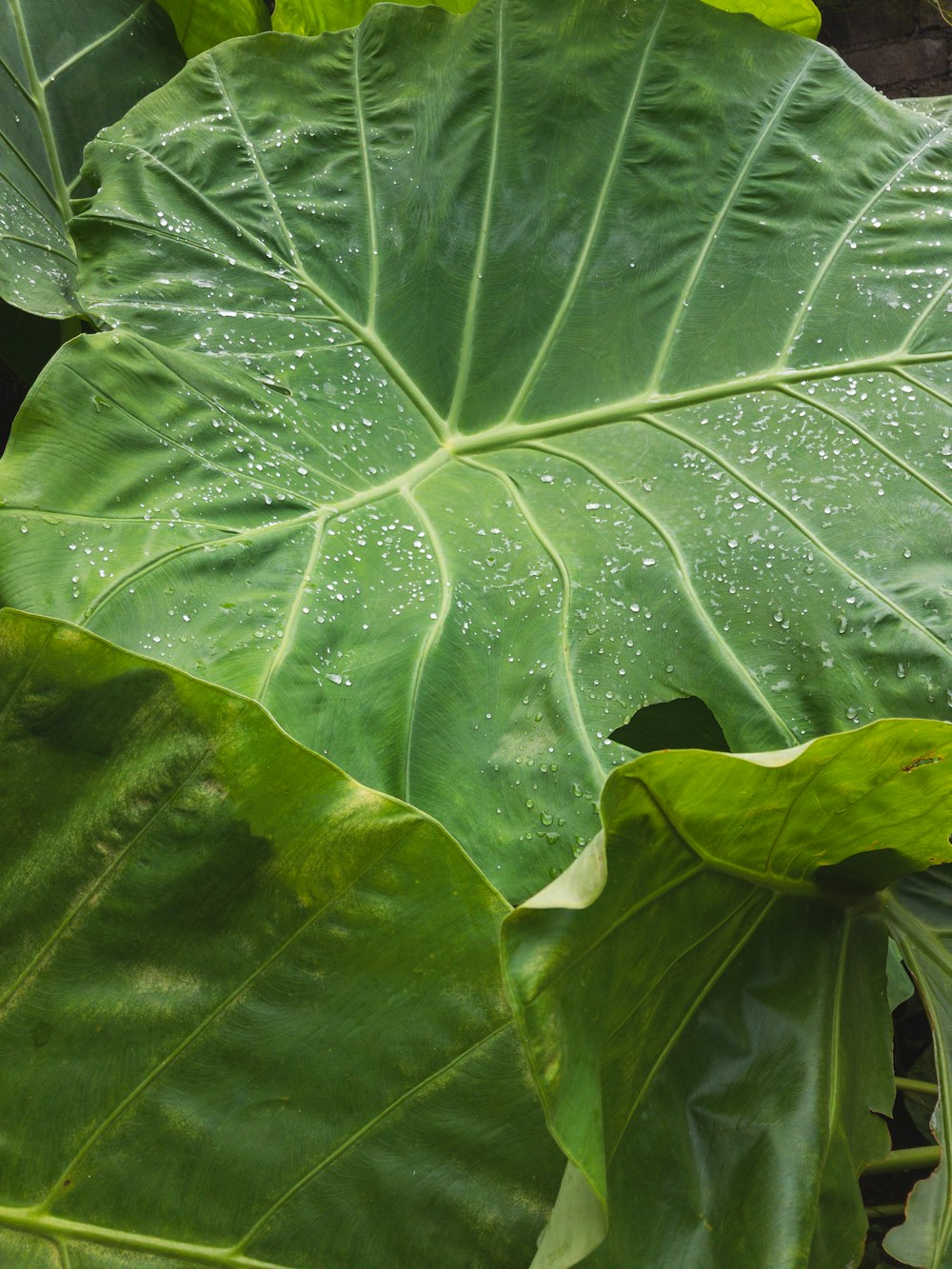 green leaf plant in close up photography