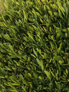 A dense cluster of vibrant green leaves, densely packed and overlapping each other, partially illuminated by sunlight, suggesting healthy growth.