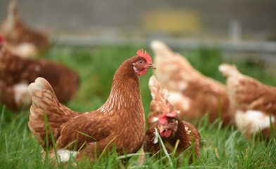 brown hen on green grass during daytime