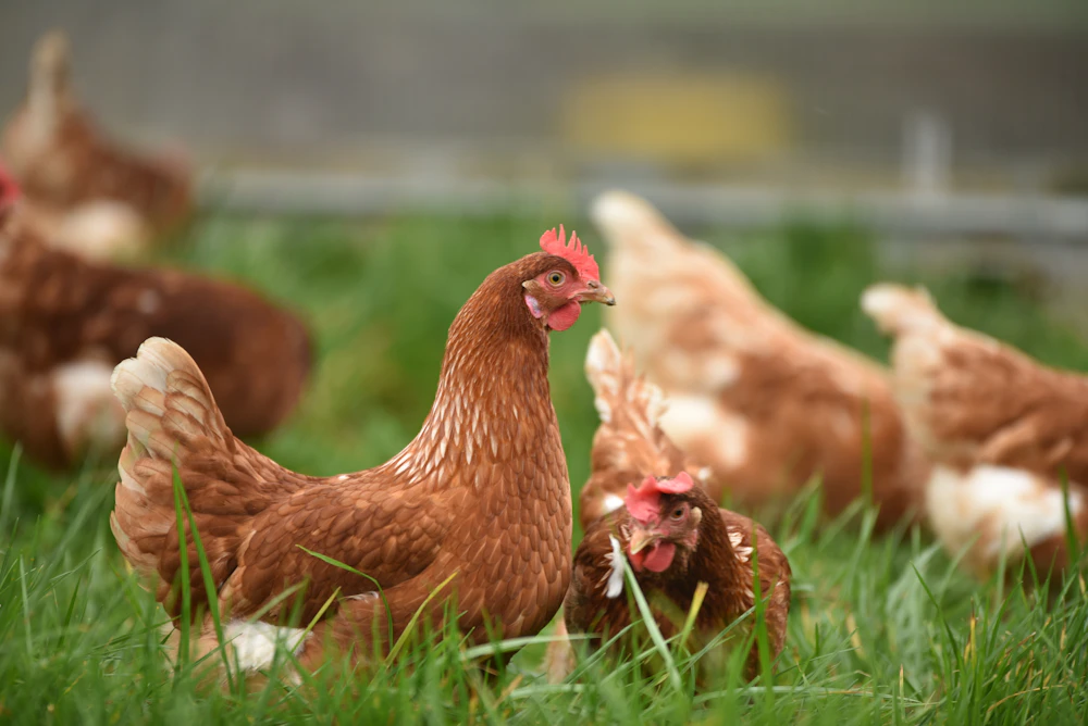 Free-range brown hens on a Stormfresh partner farm