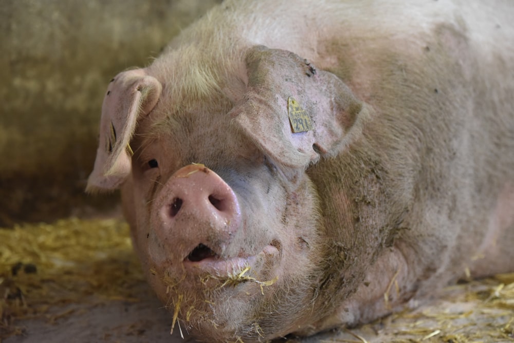 white pig lying on ground