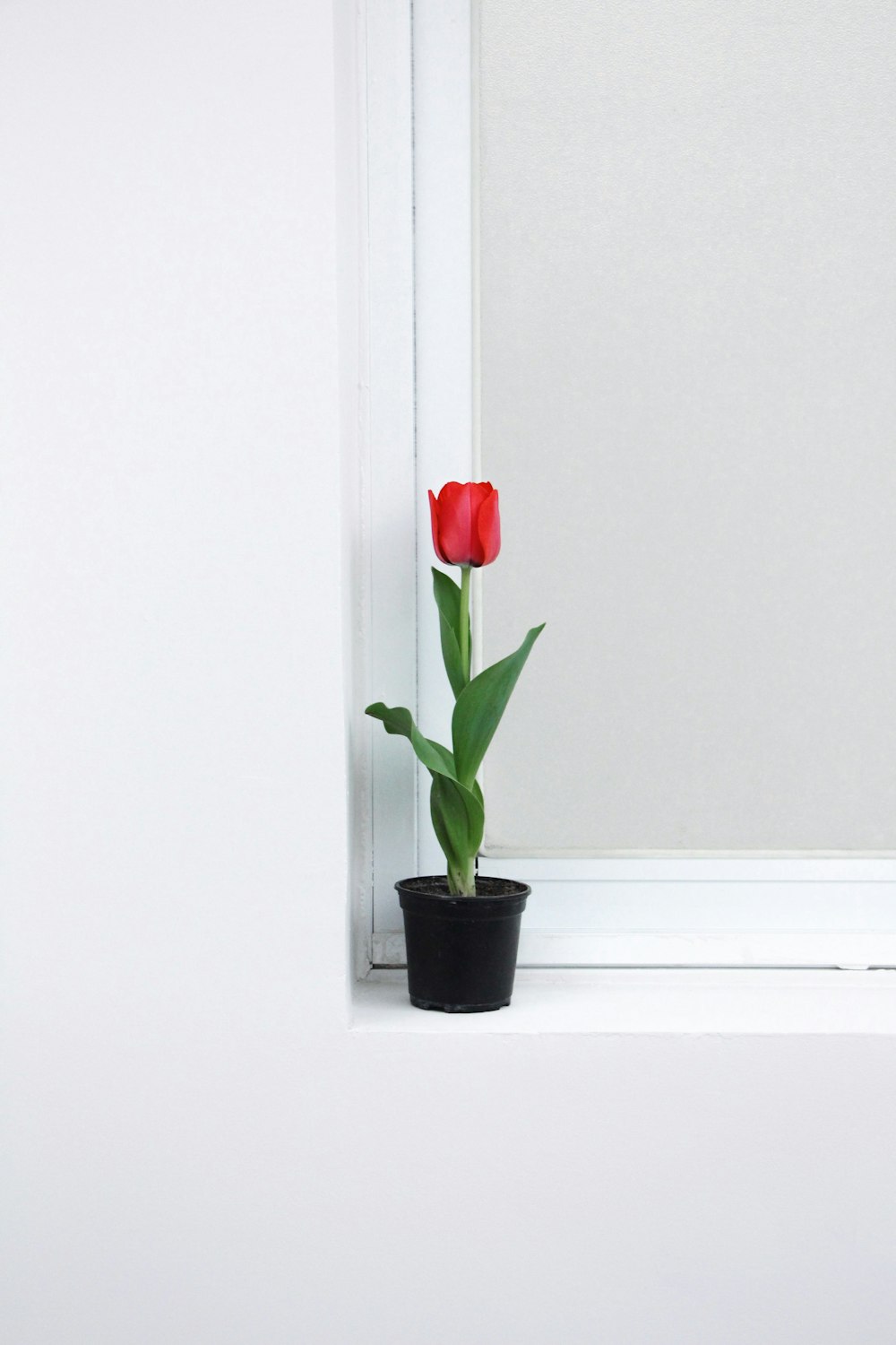 red tulips in black pot