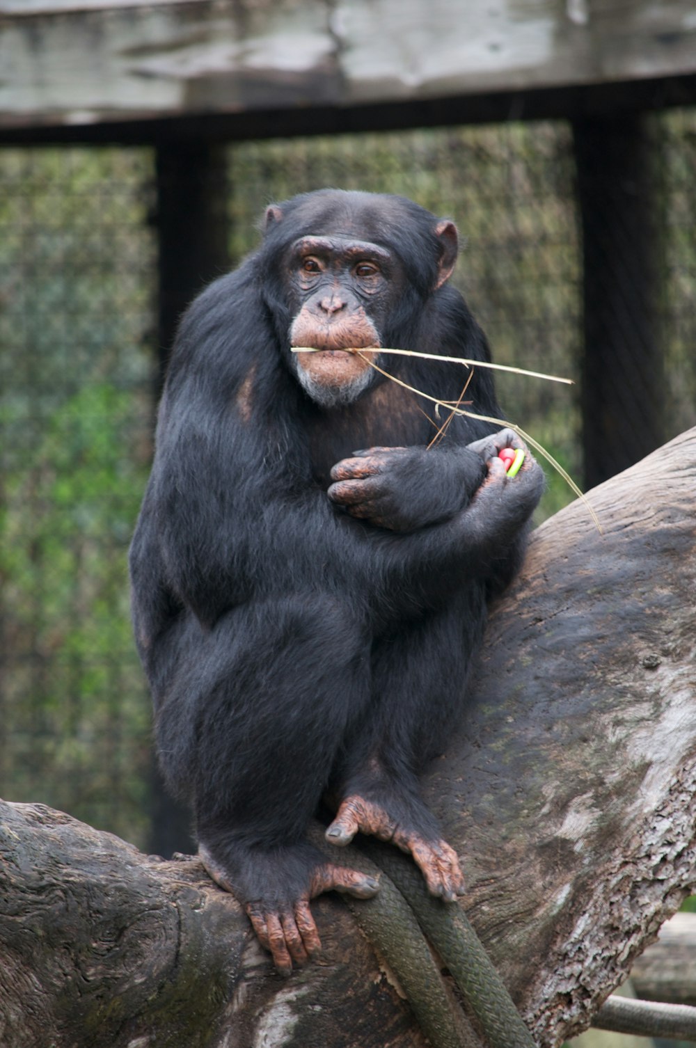 macaco preto no galho marrom da árvore durante o dia