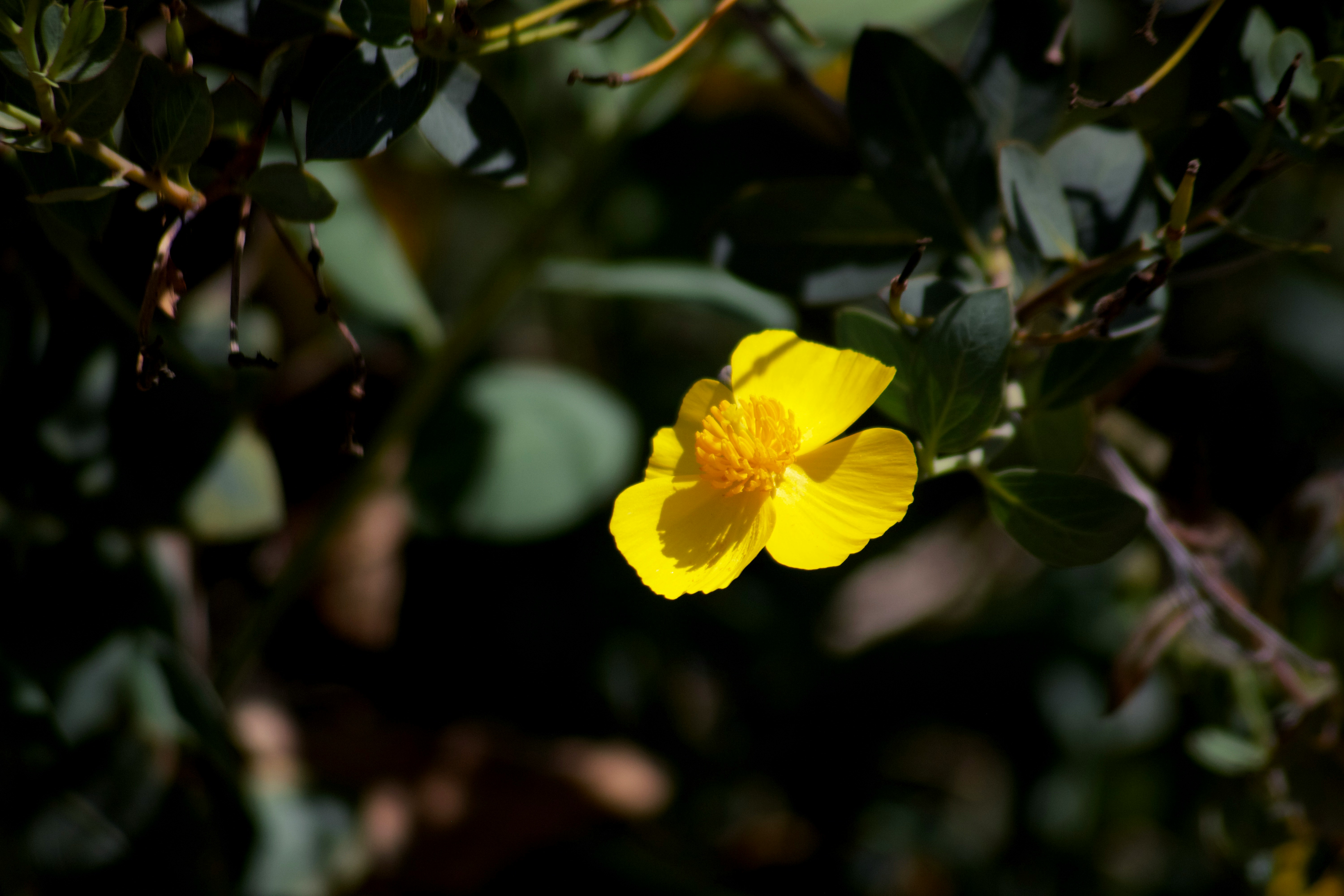 yellow flower in tilt shift lens