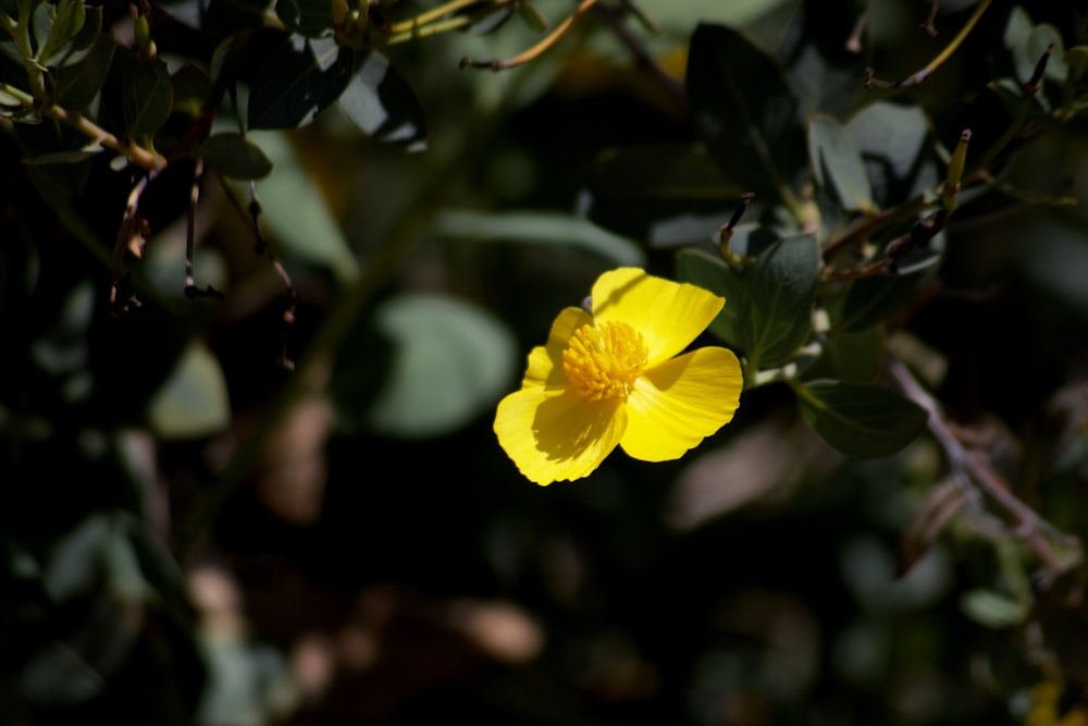 yellow flower in tilt shift lens