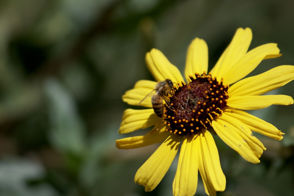 yellow sunflower in tilt shift lens