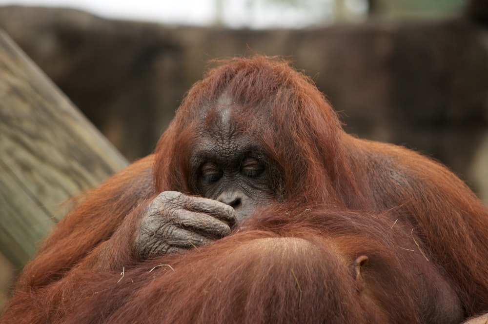 brown monkey lying on ground during daytime