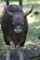 A large bovine with prominent curved horns stands in a grassy area. The animal has a dark brown coat with white patches on its legs and a slightly lighter face. The background shows green grass with scattered fallen leaves and trees, suggesting a natural setting.