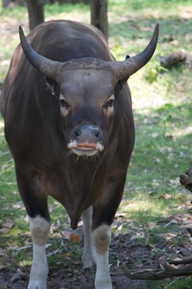 A large bovine with prominent curved horns stands in a grassy area. The animal has a dark brown coat with white patches on its legs and a slightly lighter face. The background shows green grass with scattered fallen leaves and trees, suggesting a natural setting.
