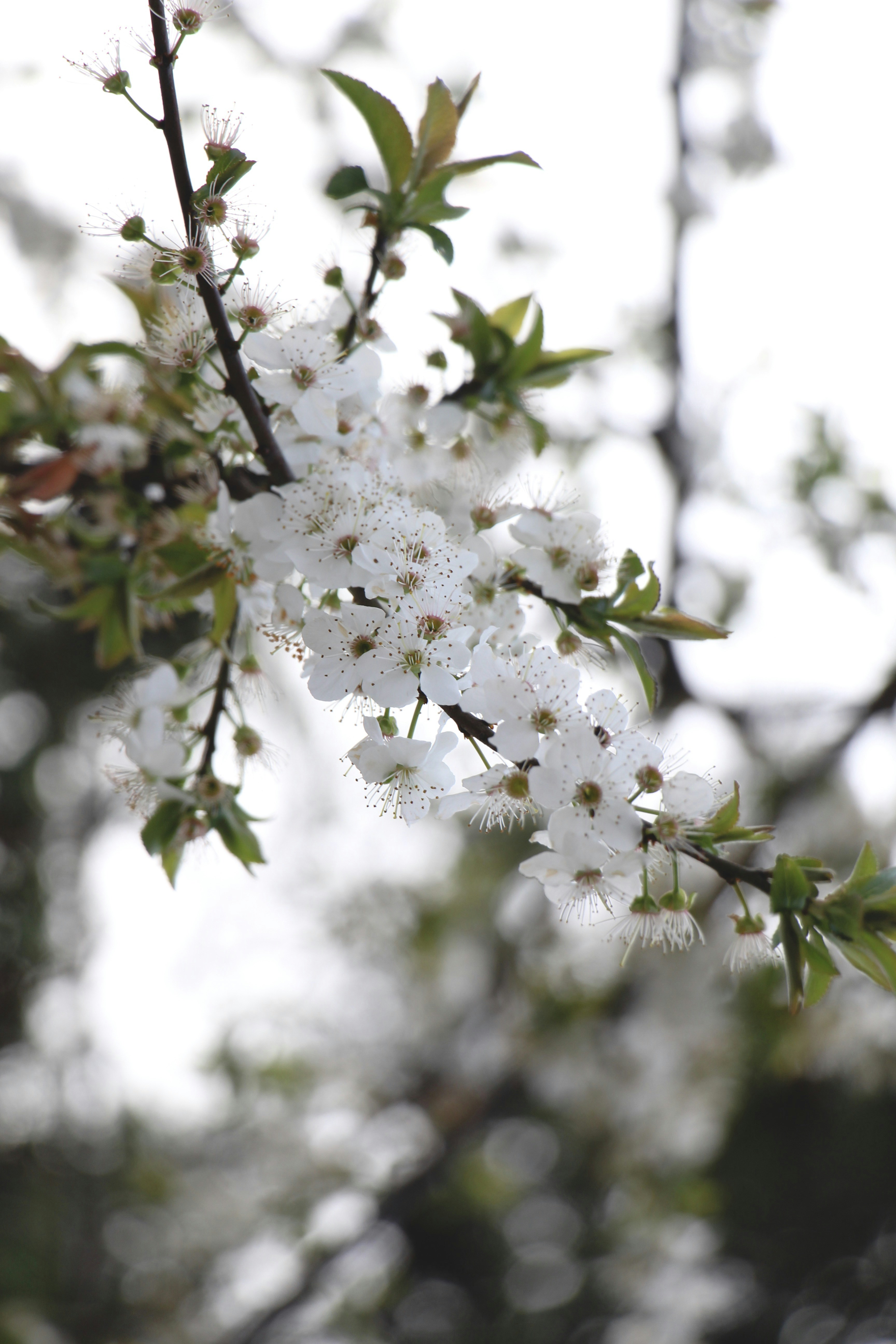 Photo by elnazasadi