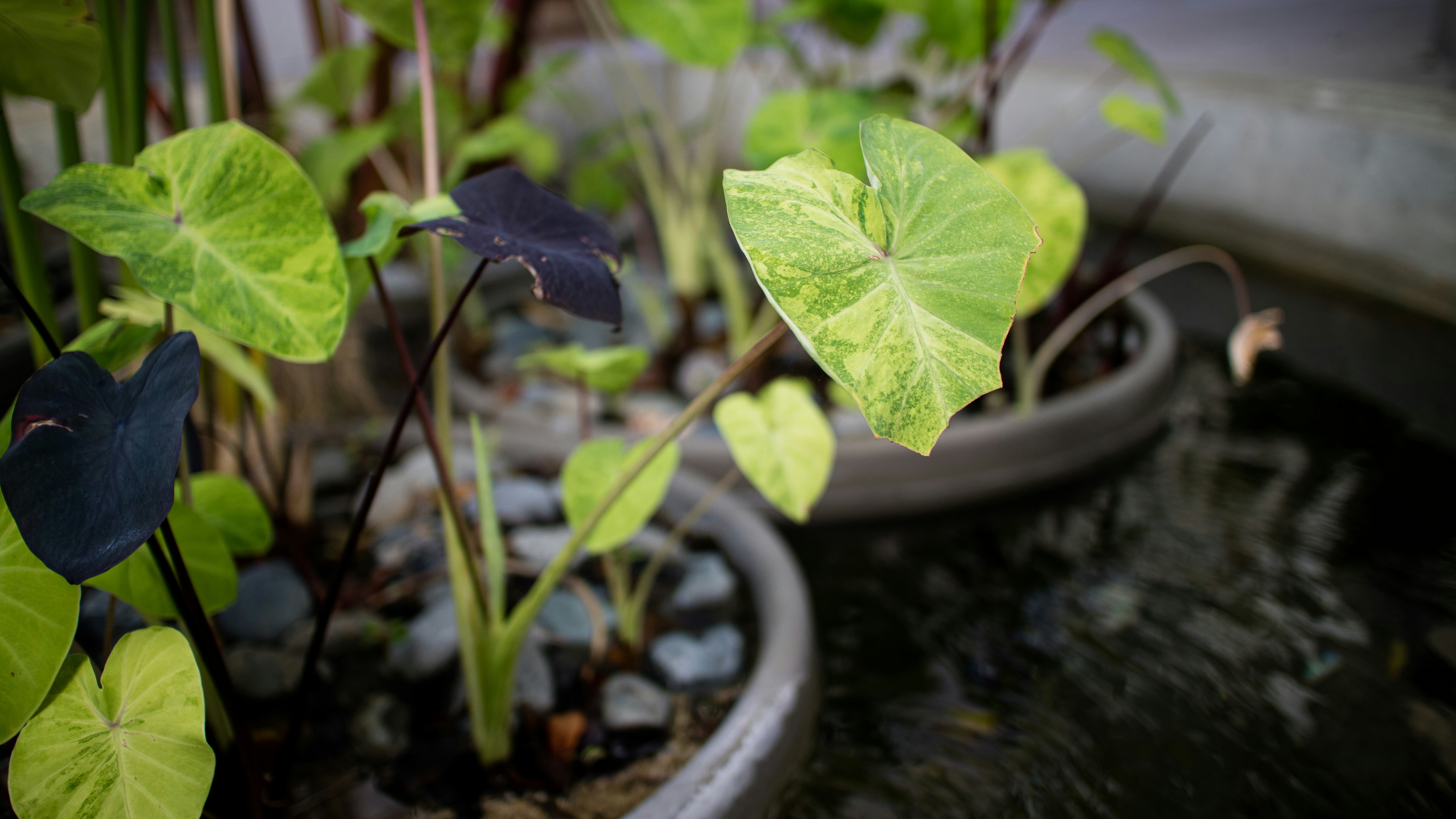 green leaf plant on black pot