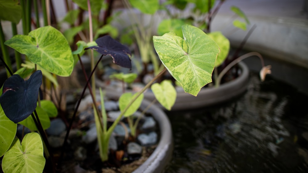 green leaf plant on black pot