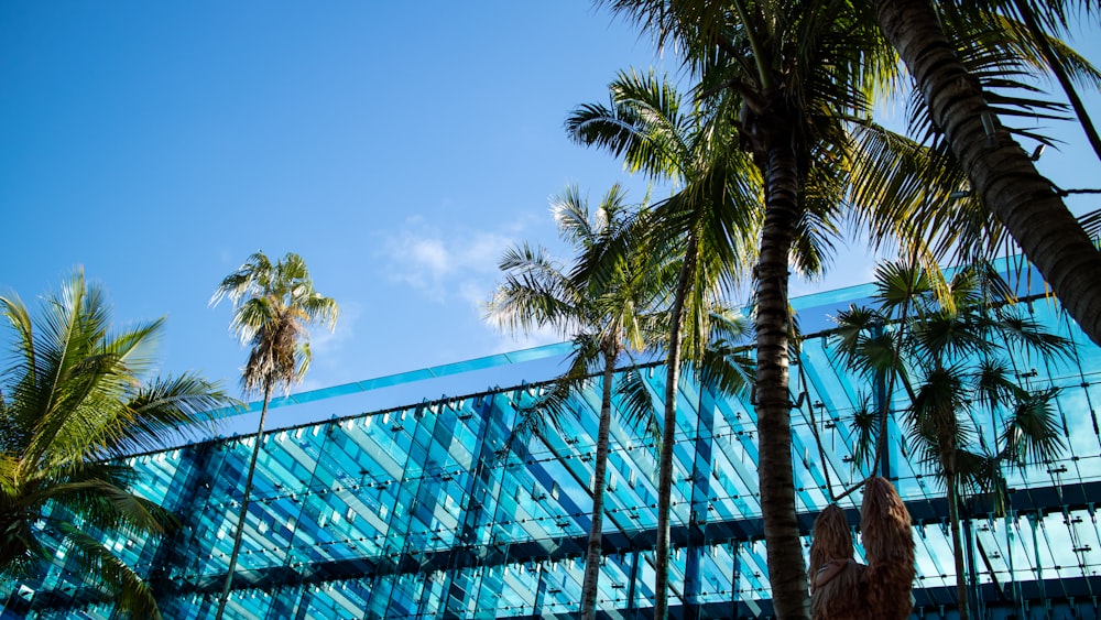 green palm tree near blue metal frame