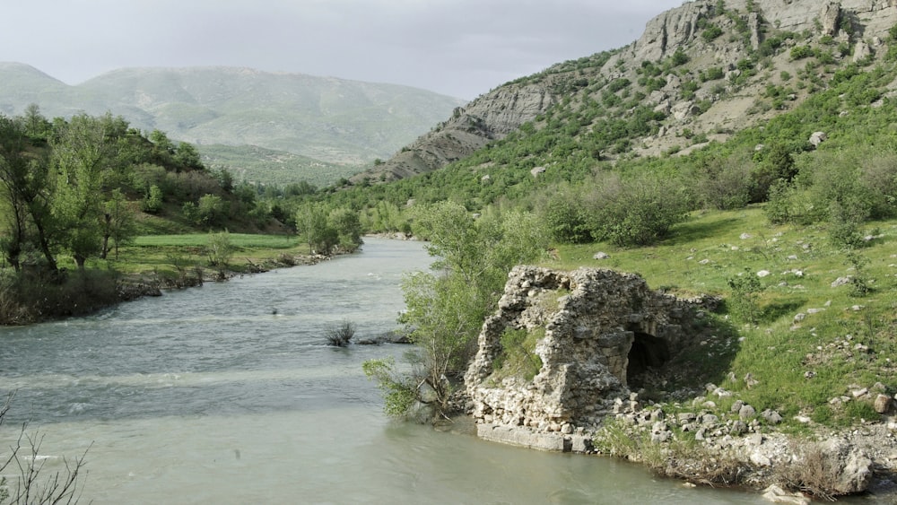 green grass and trees near river