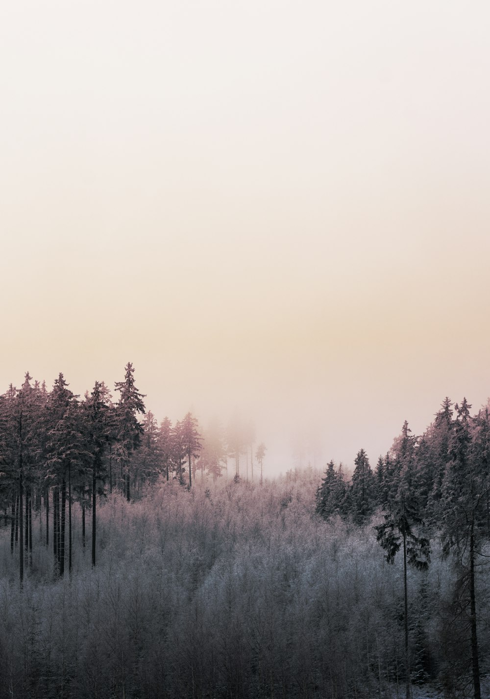 夕暮れ時の雪に覆われた地面の木々