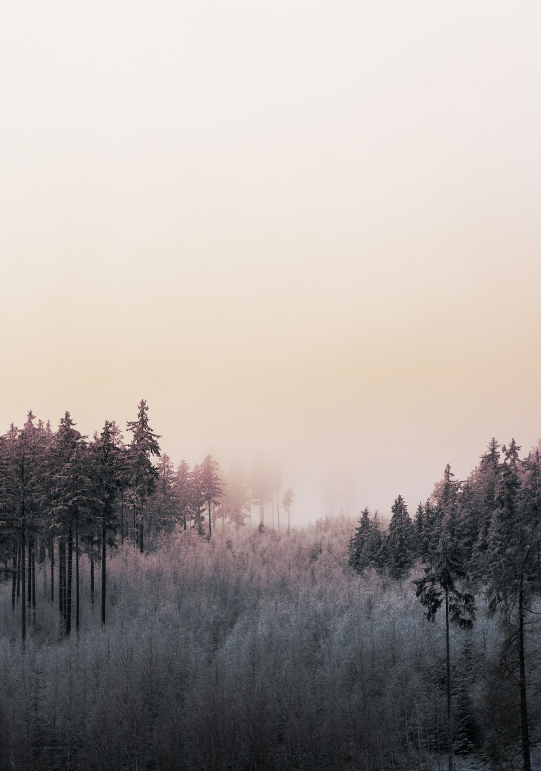 trees on snow covered ground during sunset