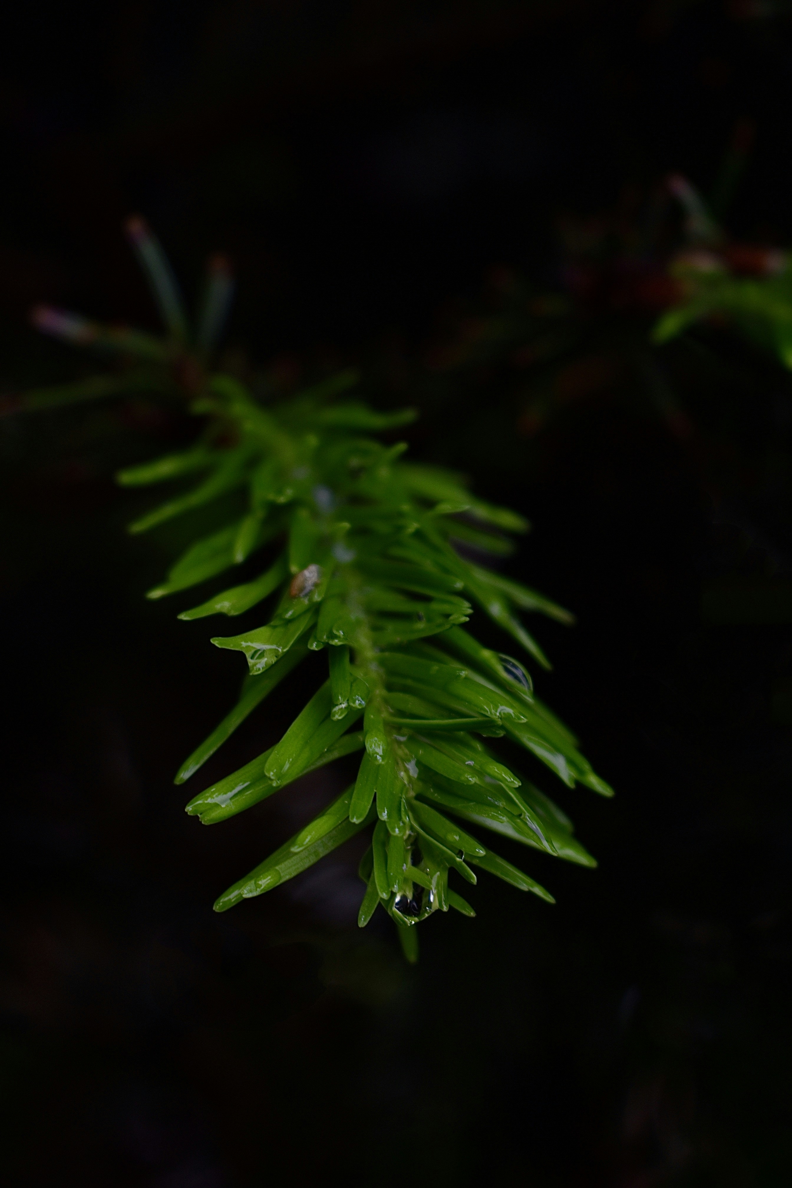 green plant in close up photography