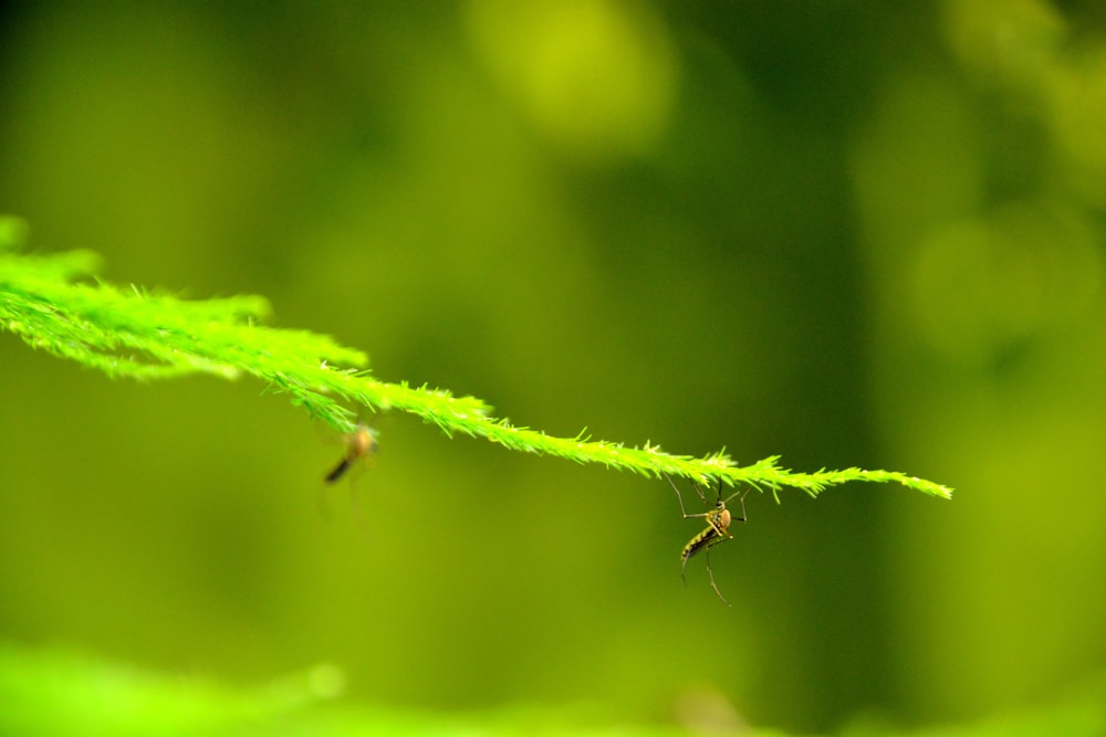 a close up of a green plant with a bug on it