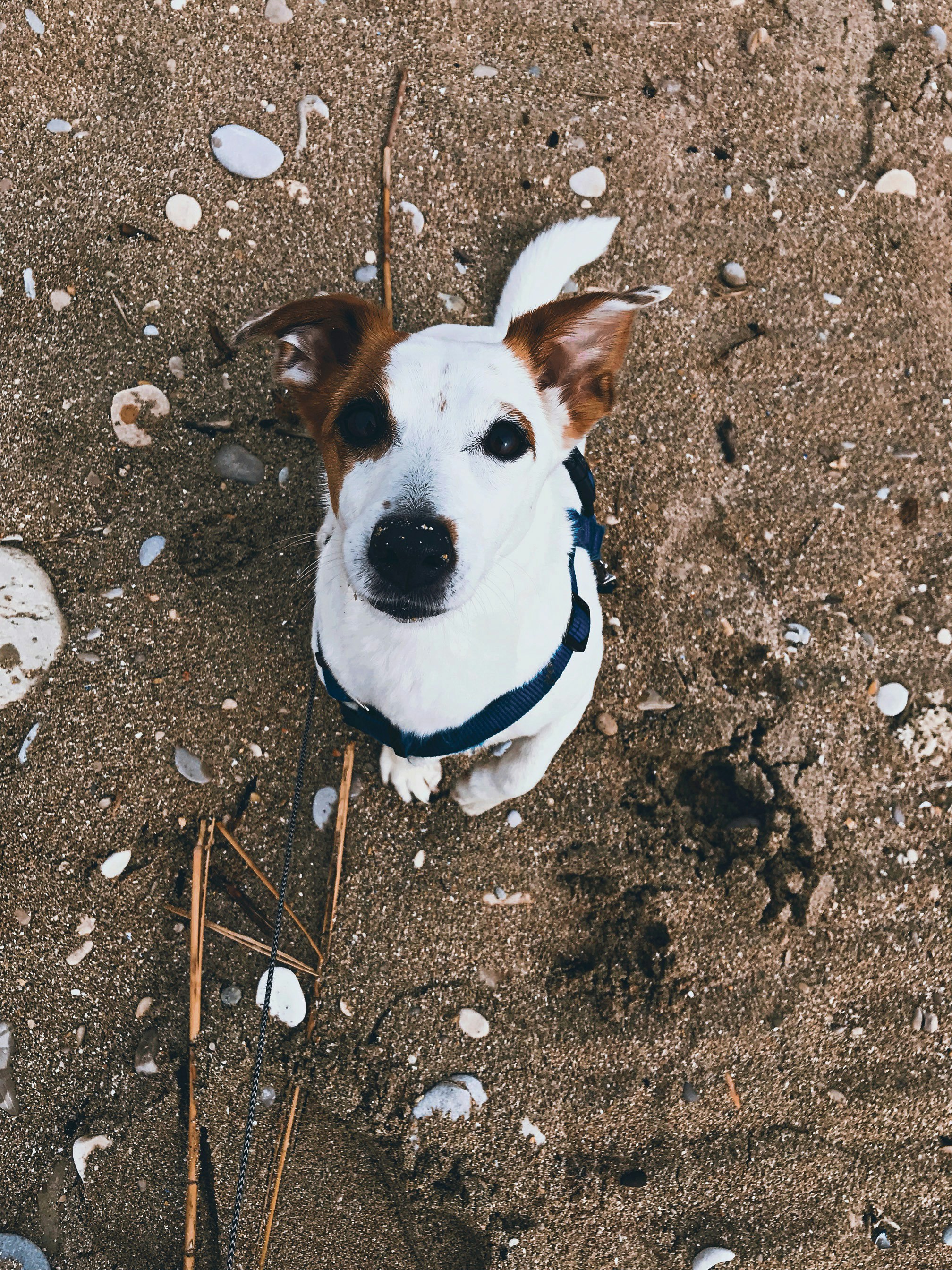 white and brown short coated dog on brown soil