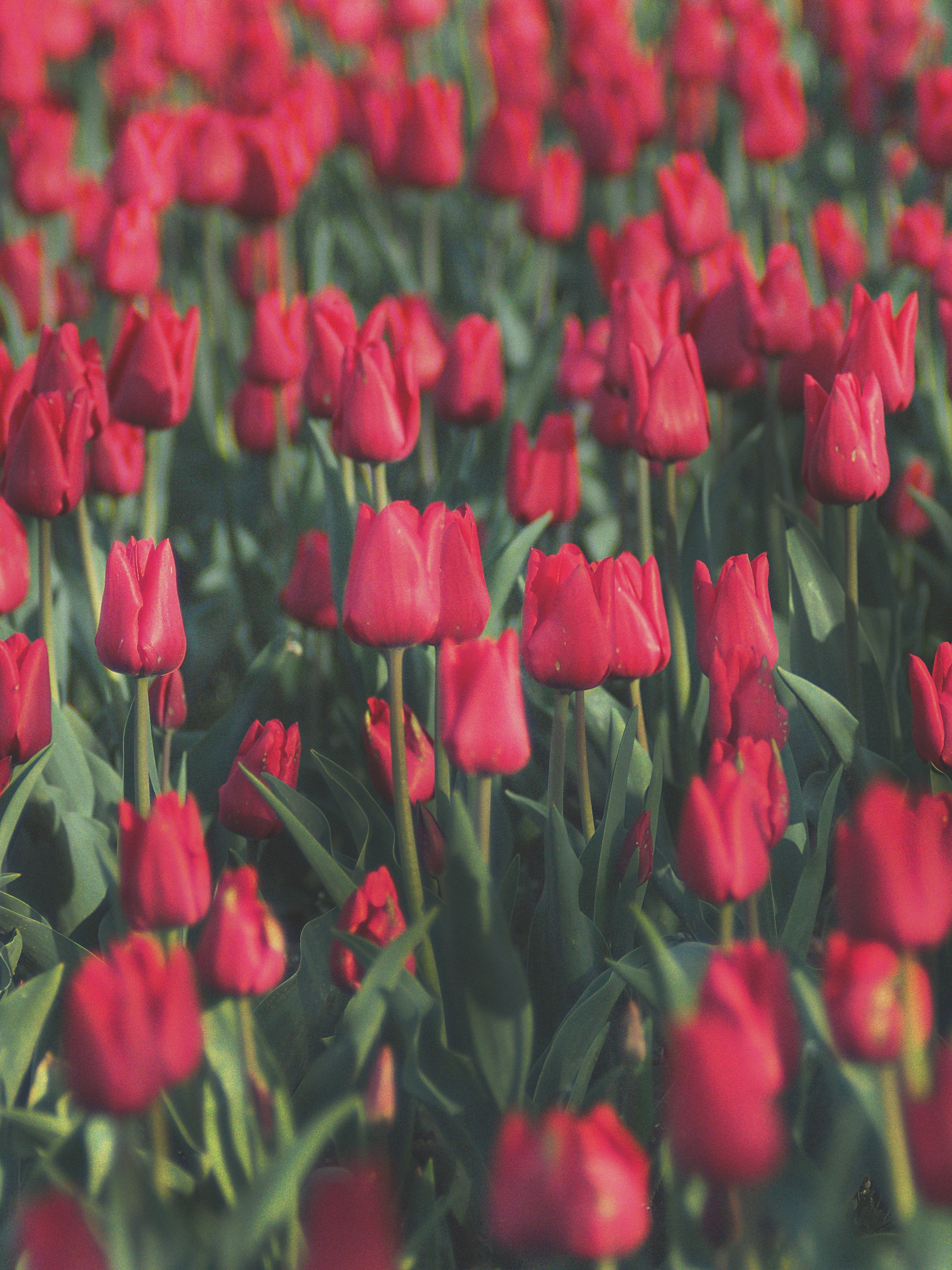 30 Dreamy Airbnb Holland, Michigan Vacation Rentals