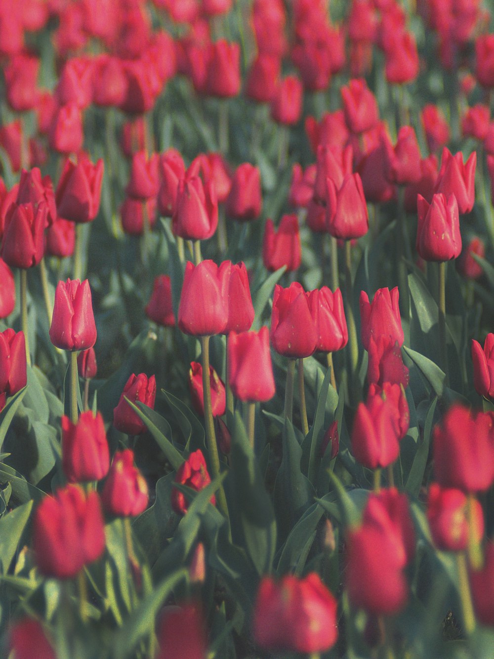 tulipas vermelhas em flor durante o dia