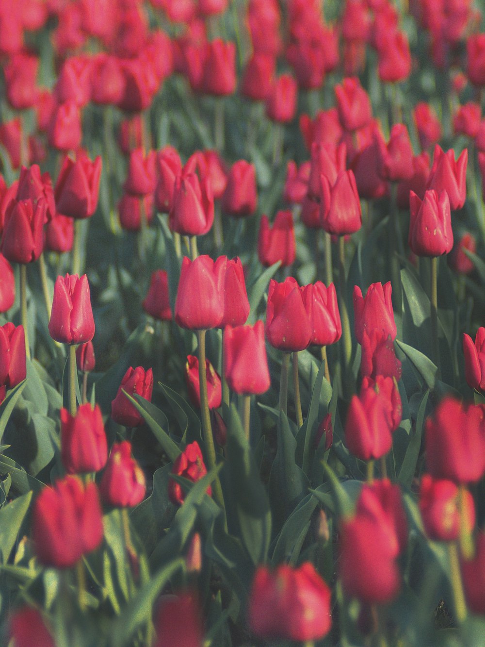 Tulipanes rojos en flor durante el día