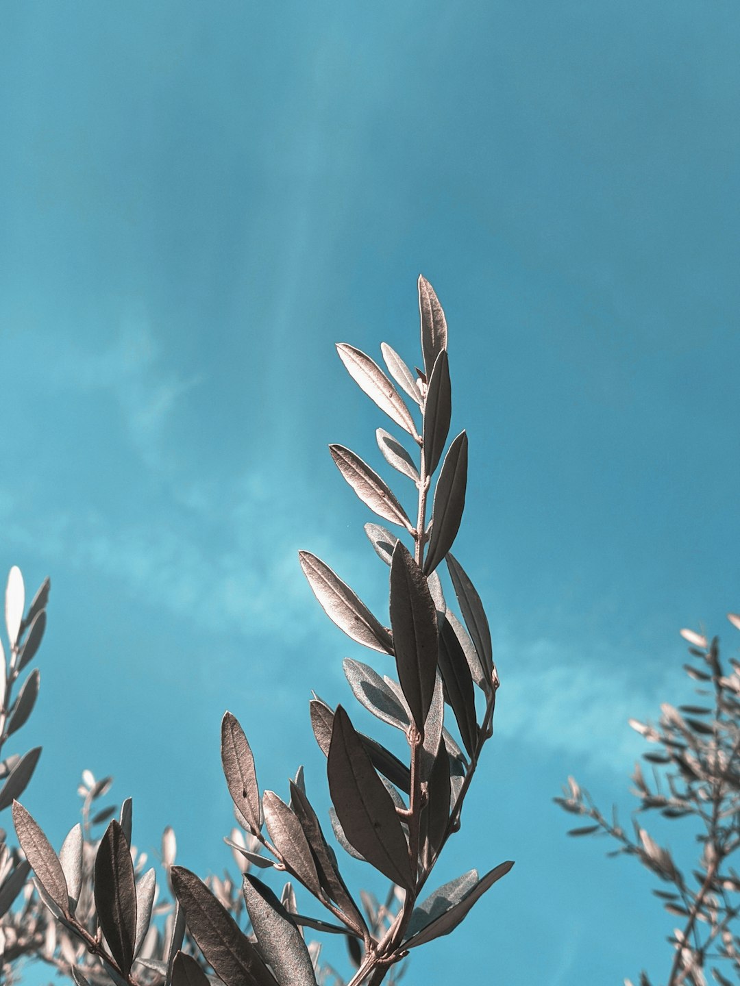 brown plant under blue sky during daytime