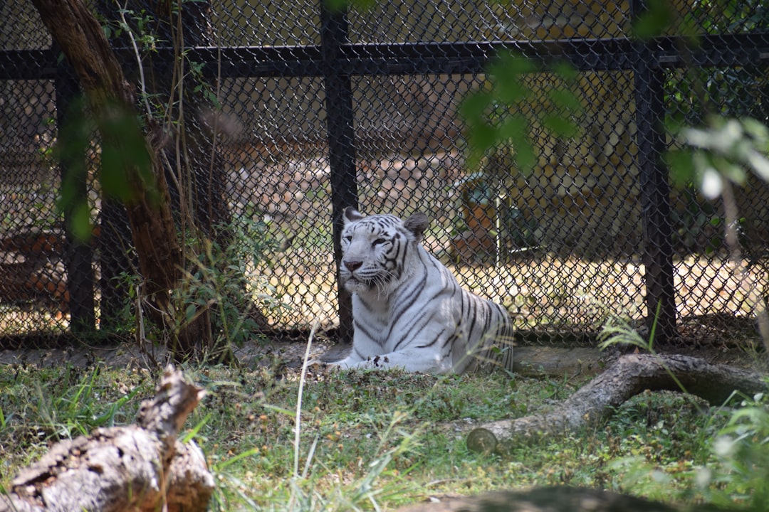 Wildlife photo spot Sri Chamarajendra Zoological Gardens Ooty