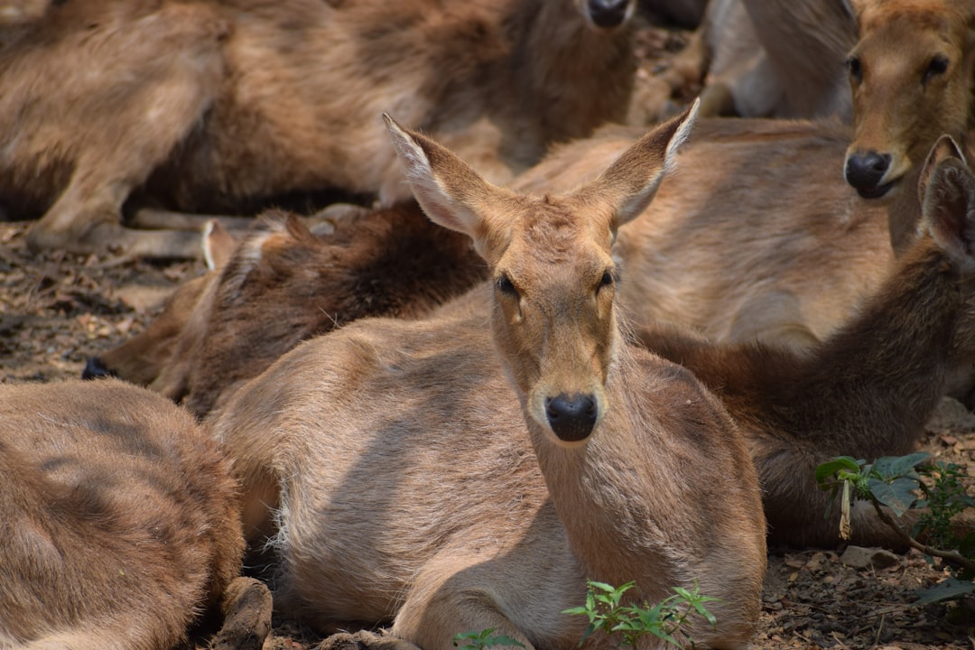 Wildlife photo spot Sri Chamarajendra Zoological Gardens Ooty