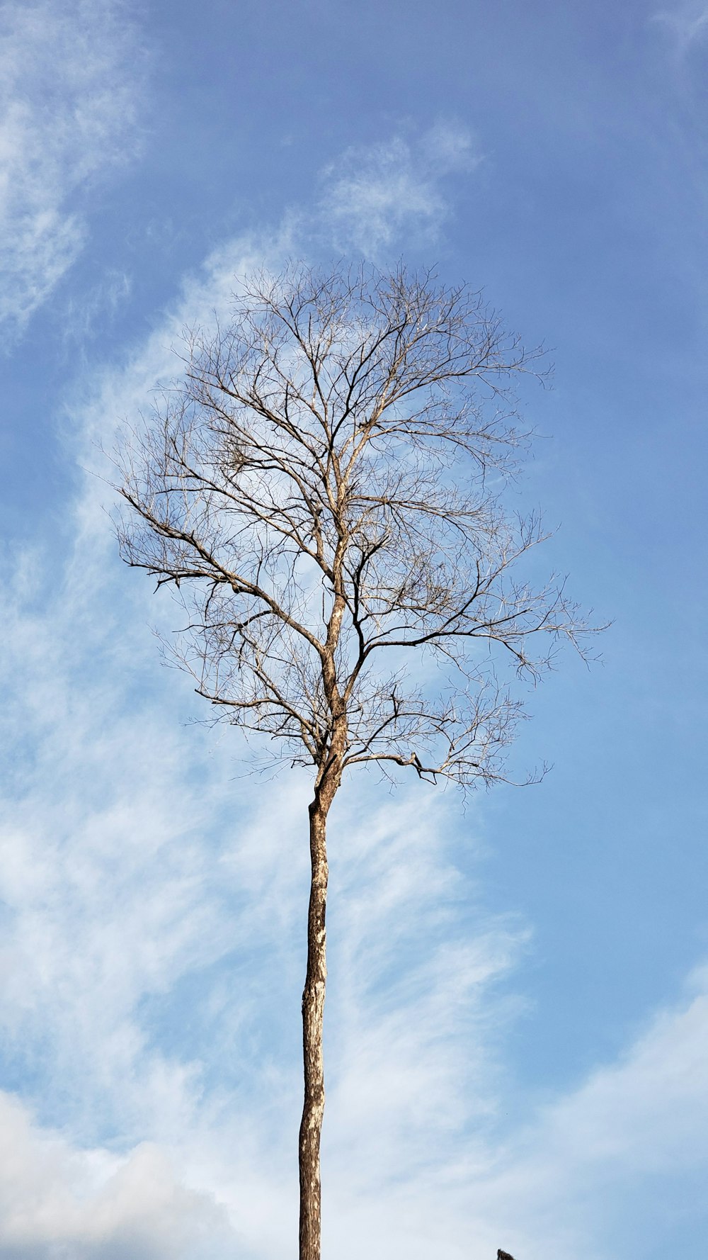 leafless tree under blue sky