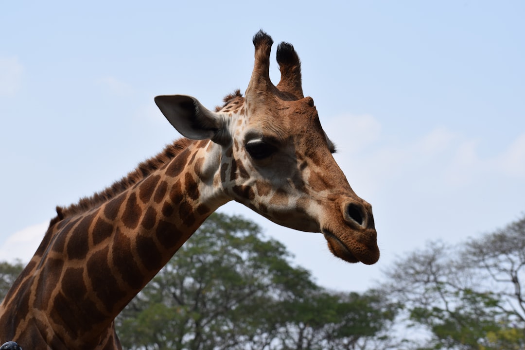 Wildlife photo spot Sri Chamarajendra Zoological Gardens Kanakapura