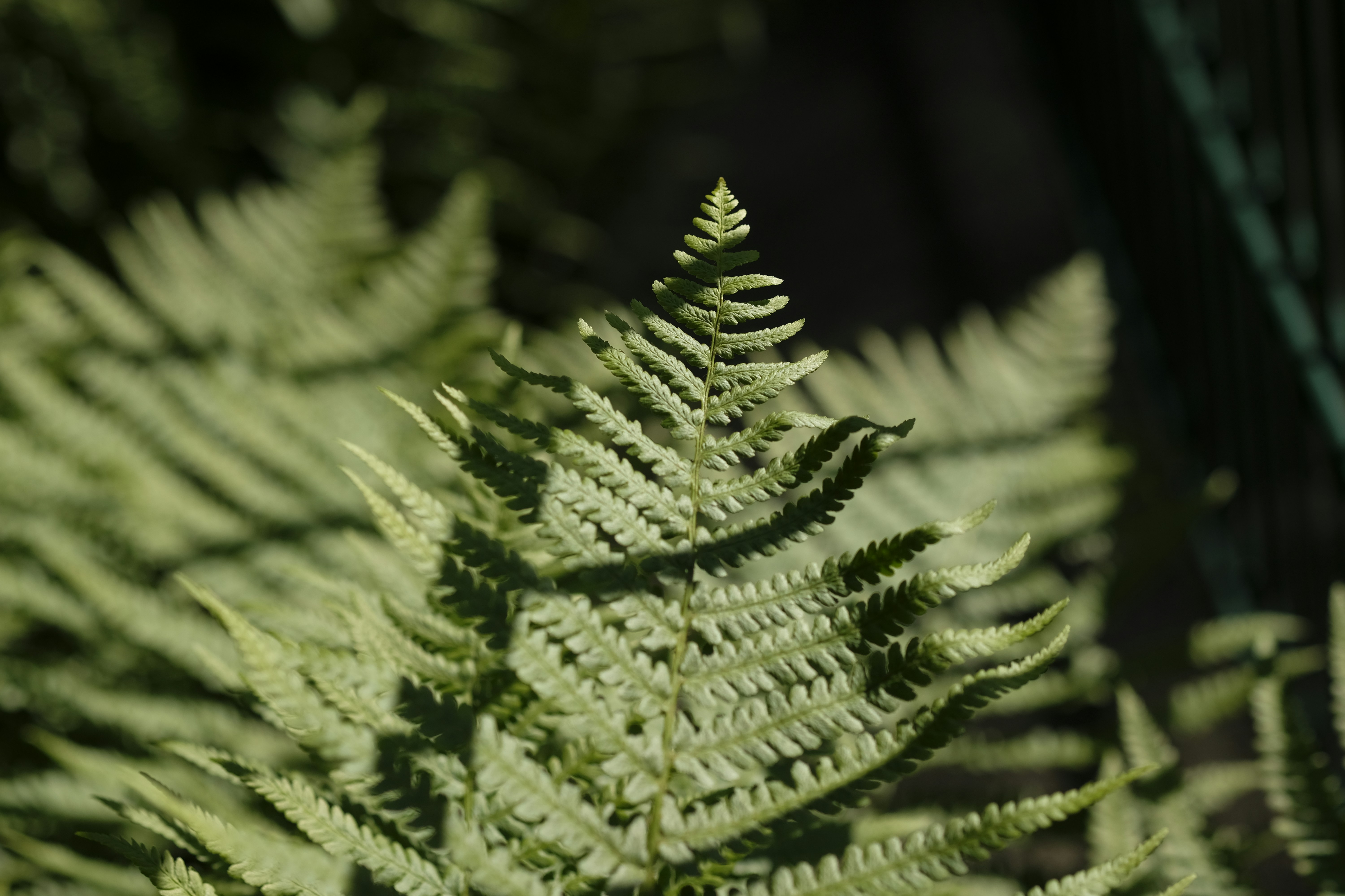 green pine tree in close up photography