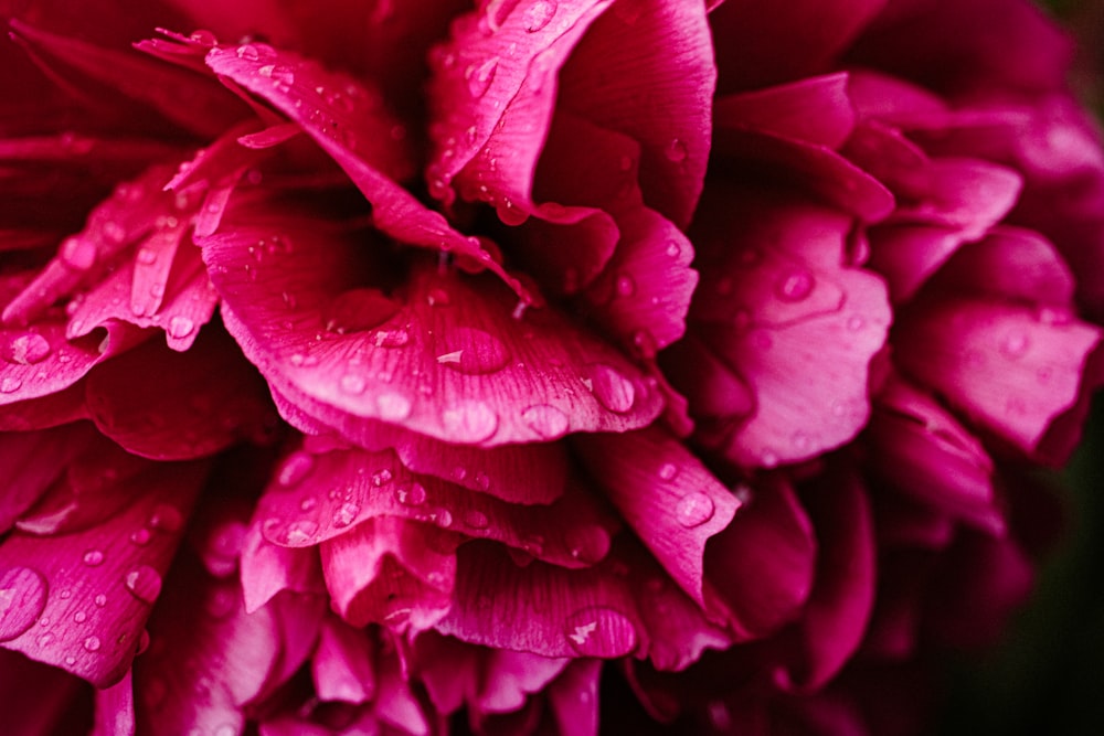 pink flower in macro shot