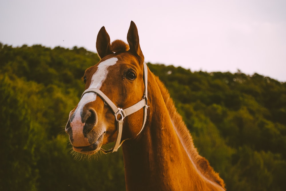 brown and white horse on green grass field during daytime